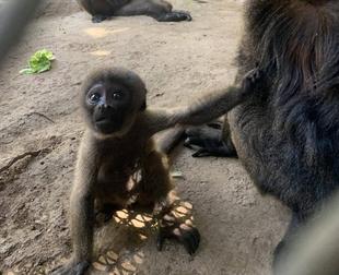 ウーリーモンキーの赤ちゃん成長記⑥