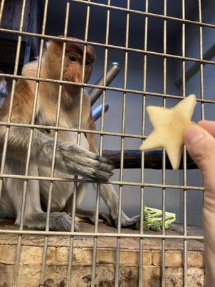 テングザルの七夕～2023ver.～☆*+。