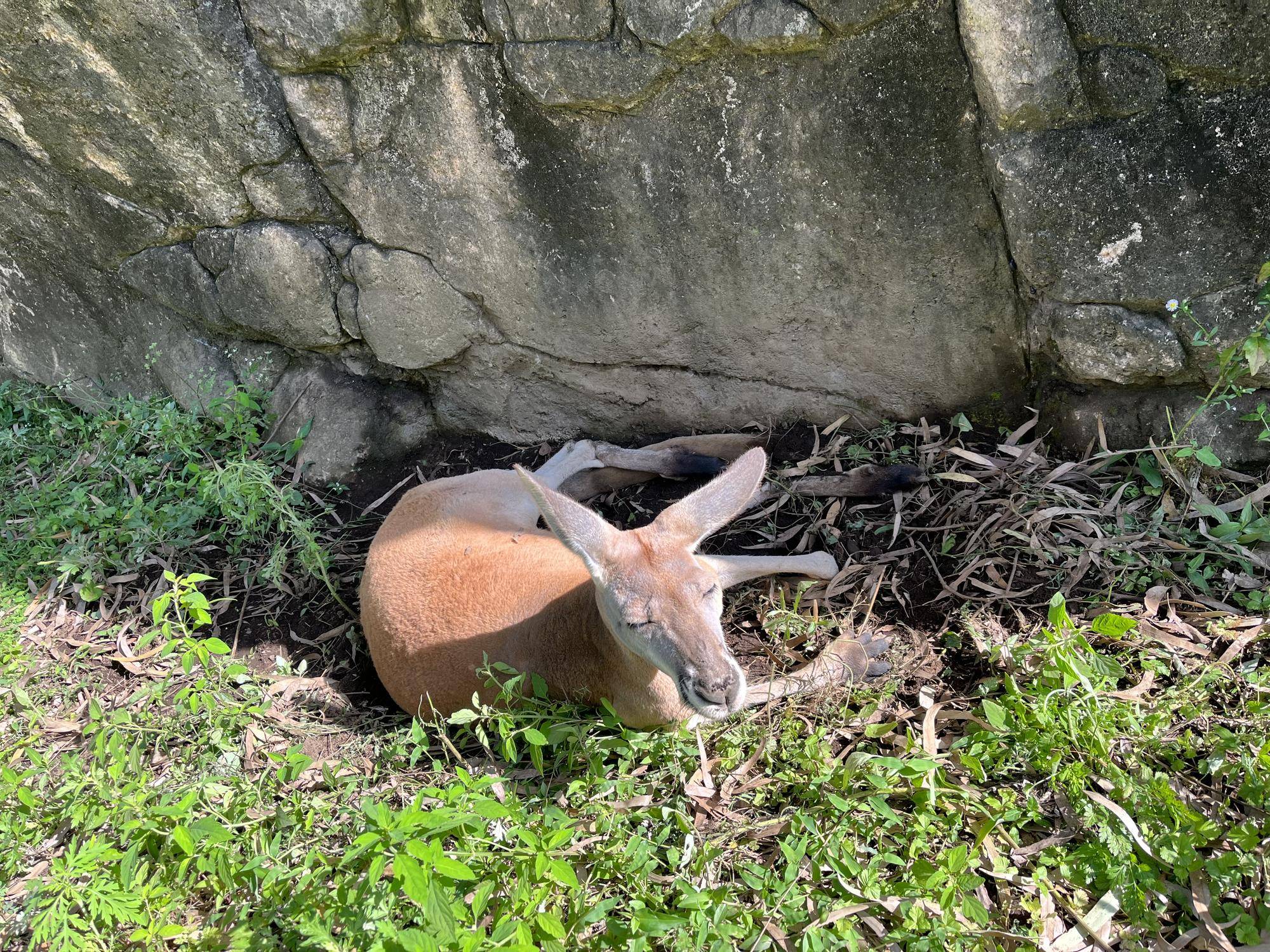 アカカンガルーの暑さ対策の写真