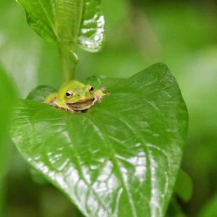 地域の生きもの保全プロジェクト活動のご報告　～7月～
