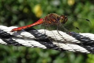 戻ってきてね　〜アキアカネ〜