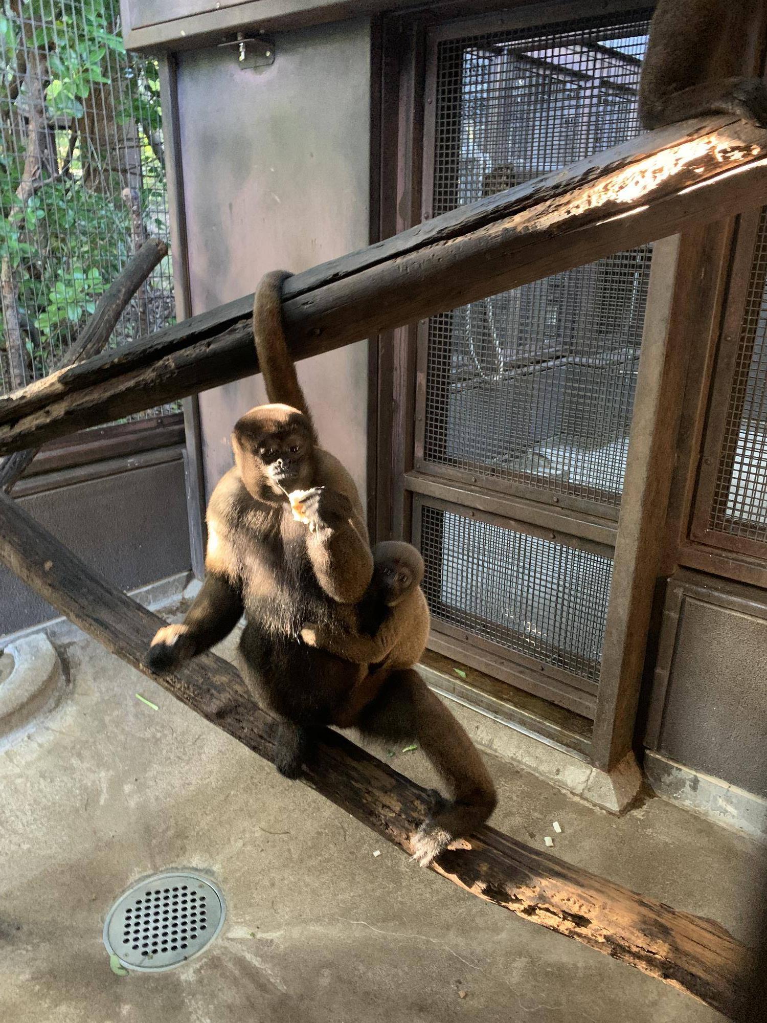 トウモロコシをあげてみました!の写真
