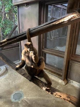 トウモロコシをあげてみました！