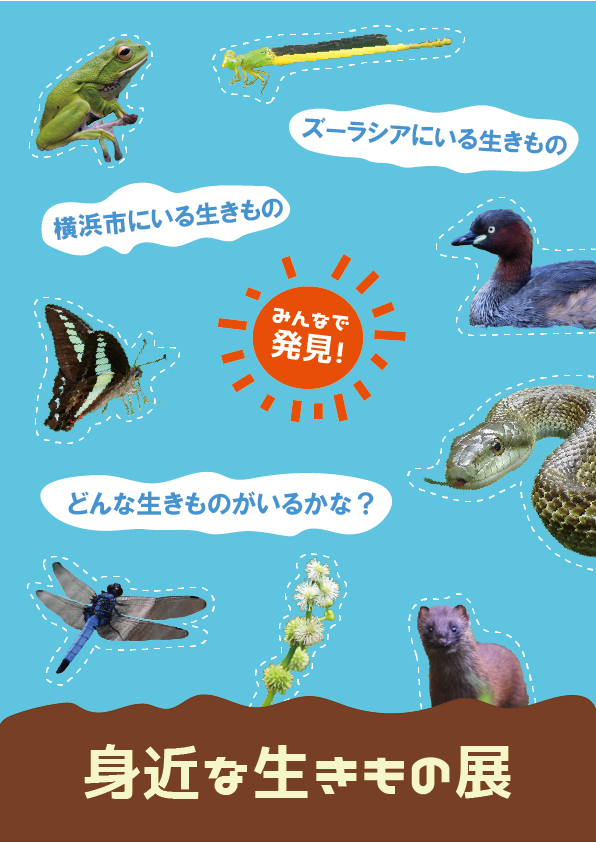 間もなく終了!企画展「身近な生きもの展」の写真