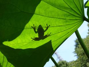 ～　シルエット　～