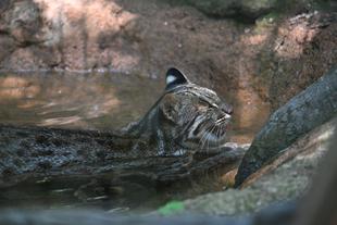 最近よく見る姿