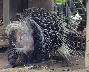 ヤマアラシの８月
