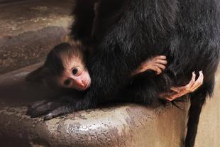 シシオザル誕生！