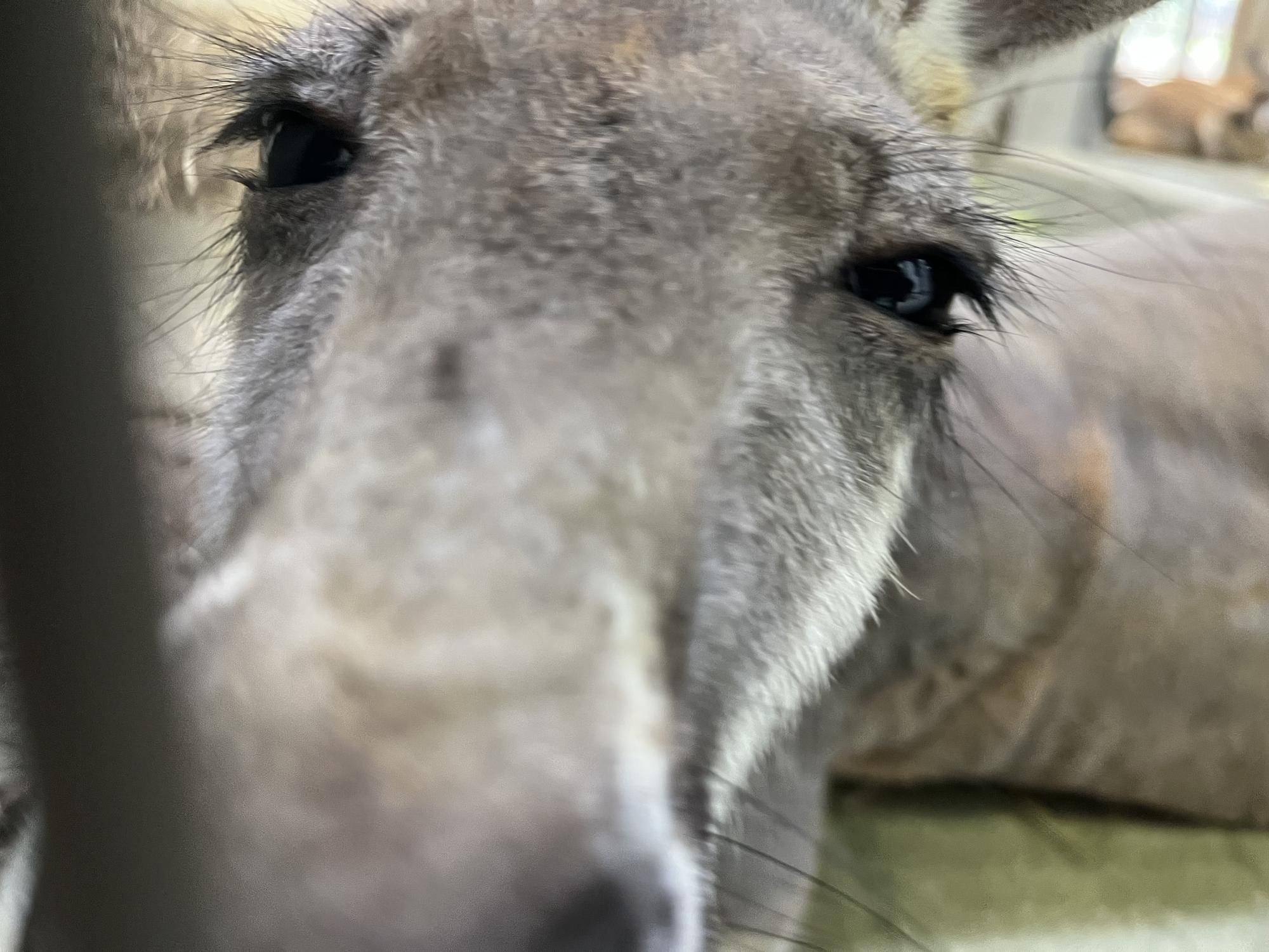 カンガルー通信 私はだあれ?正解は...の写真