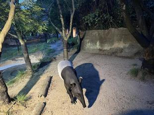 バク通信　ライトに照らされたマレーバクの影がイイ感じ