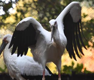 いってらっしゃいハシオ！！（前編）