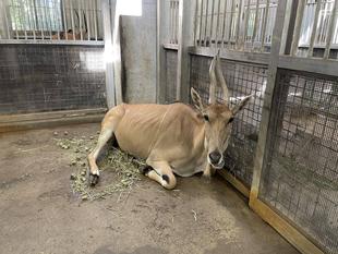 エランドのシューズは元気です