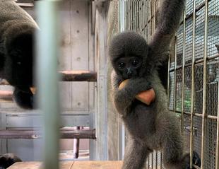 ウーリーモンキーの赤ちゃん成長記⑧