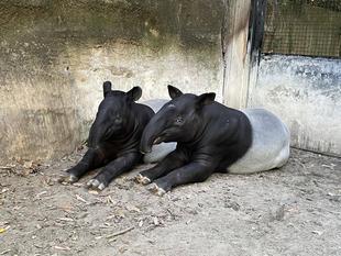 バク通信　おとなびたひでお