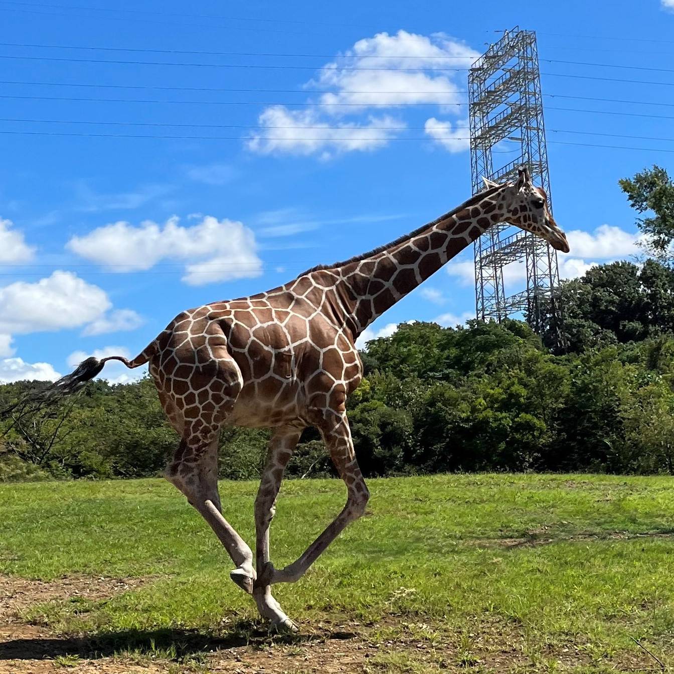 秋分の頃のサバンナの写真