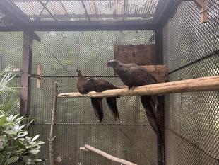 カンムリセイラン成長記録⑦