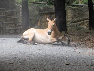展示場に〇〇を入れてみました～硬い〇〇〇の削り方～