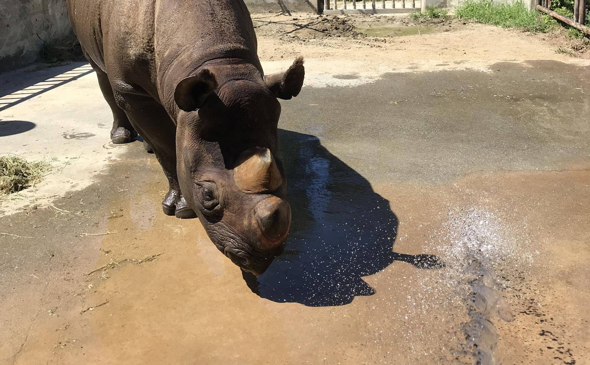 サイの水浴びの写真