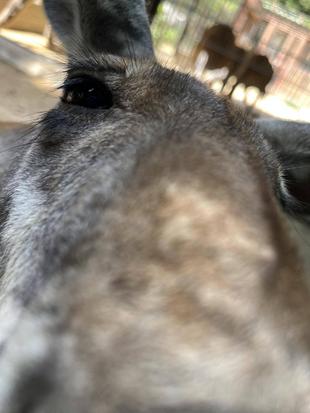 カンガルー通信　私はだあれ？