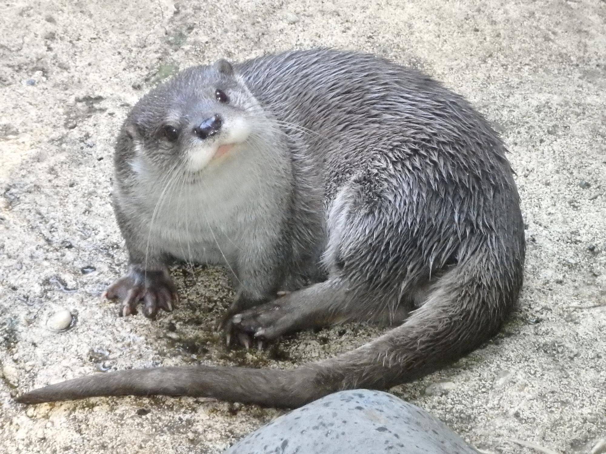 ヒメありがとうの写真