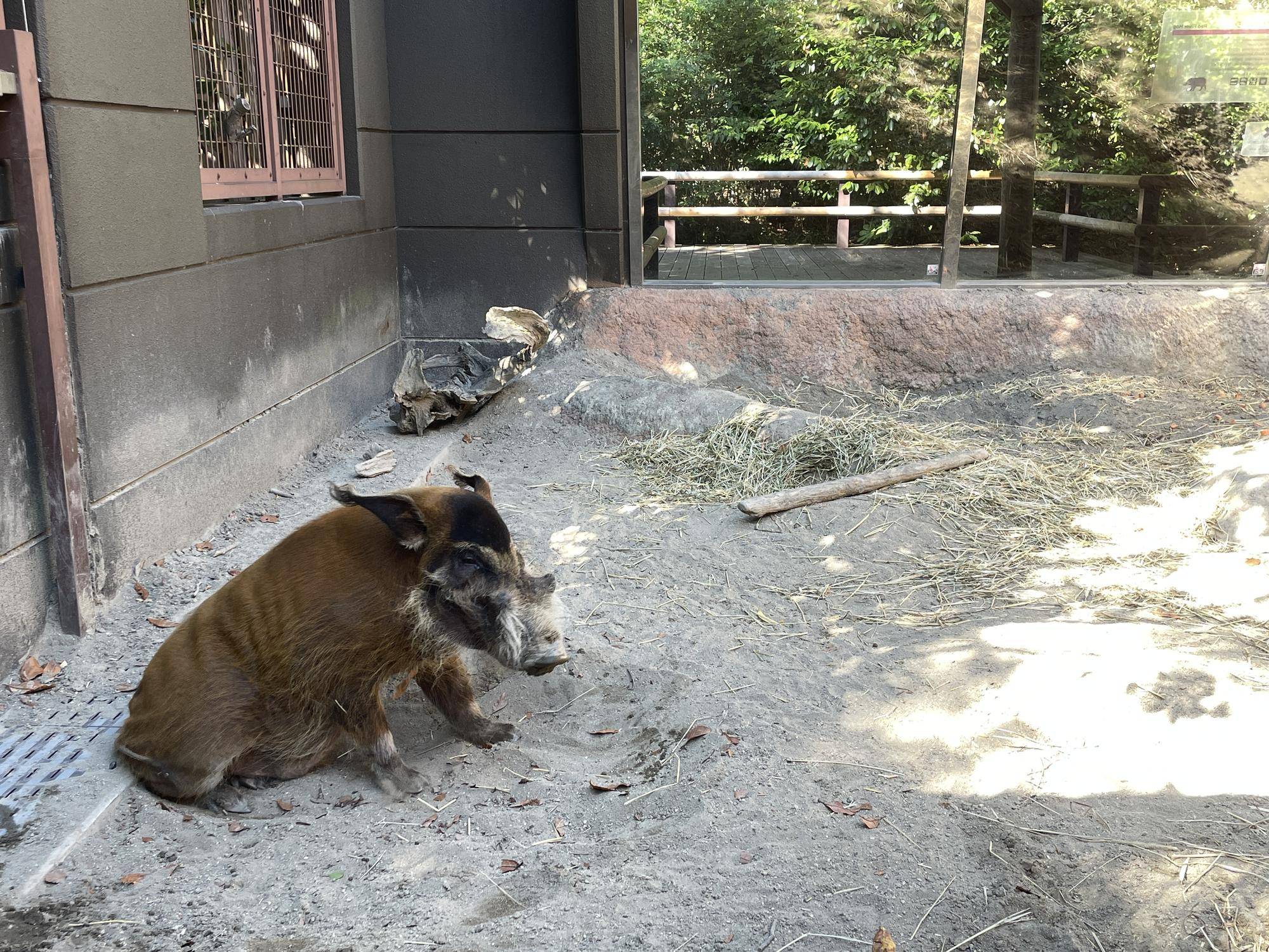 お休み中のイノシシたちは...?①の写真