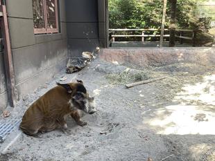 お休み中のイノシシたちは...？①