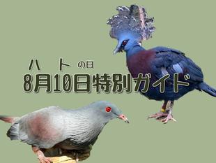 8月10日はハトの日