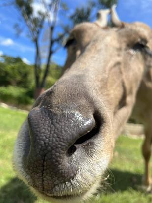晩夏のサバンナ