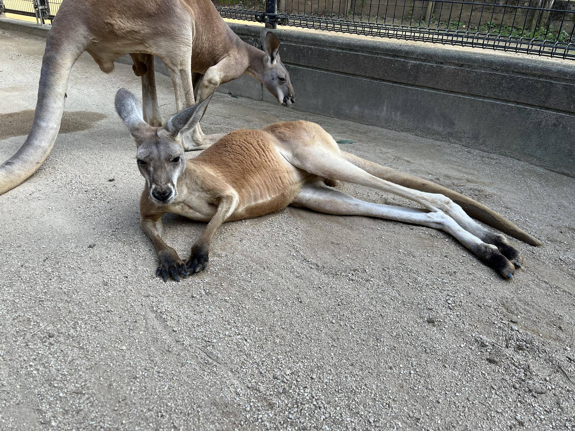 アカカンガルー ナイトズーラシアの攻防の写真