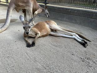 アカカンガルー　ナイトズーラシアの攻防