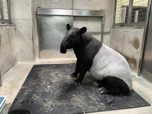 バク通信　夏の夜は・・・