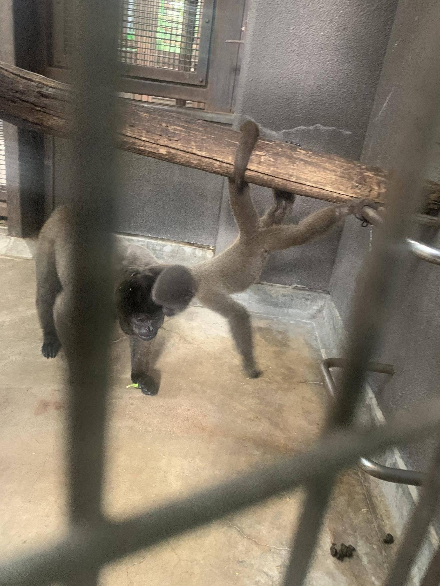 ウーリーモンキーの赤ちゃん成長記⑩の写真