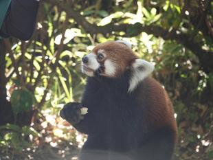 飼育員のとっておきタイム　～おすすめのまわり方紹介～