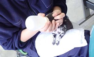 リカオン人工哺育記4 おさらい編