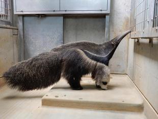 アモ、ズーラシアへようこそ！！