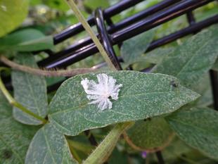 ～　羽毛？かと思ったら、意外な展開に　～