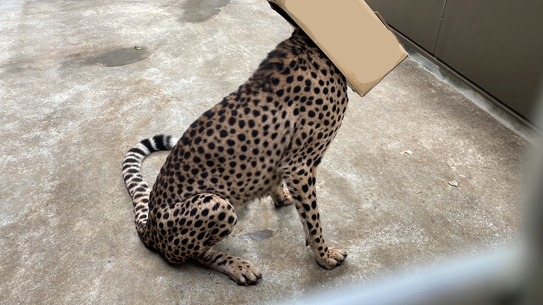 チーターブログ② ダンボールの写真