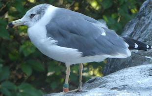 ウミネコで感じる、季節の変わり目