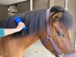 馬の「たてがみ」ってどうしてるの？