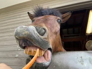 みんなの味方「エサやり棒」