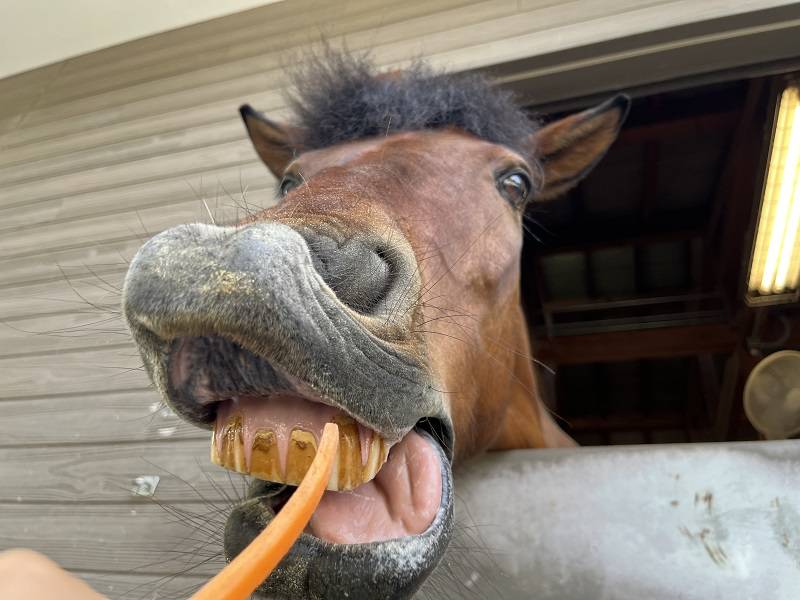 みんなの味方「エサやり棒」の写真