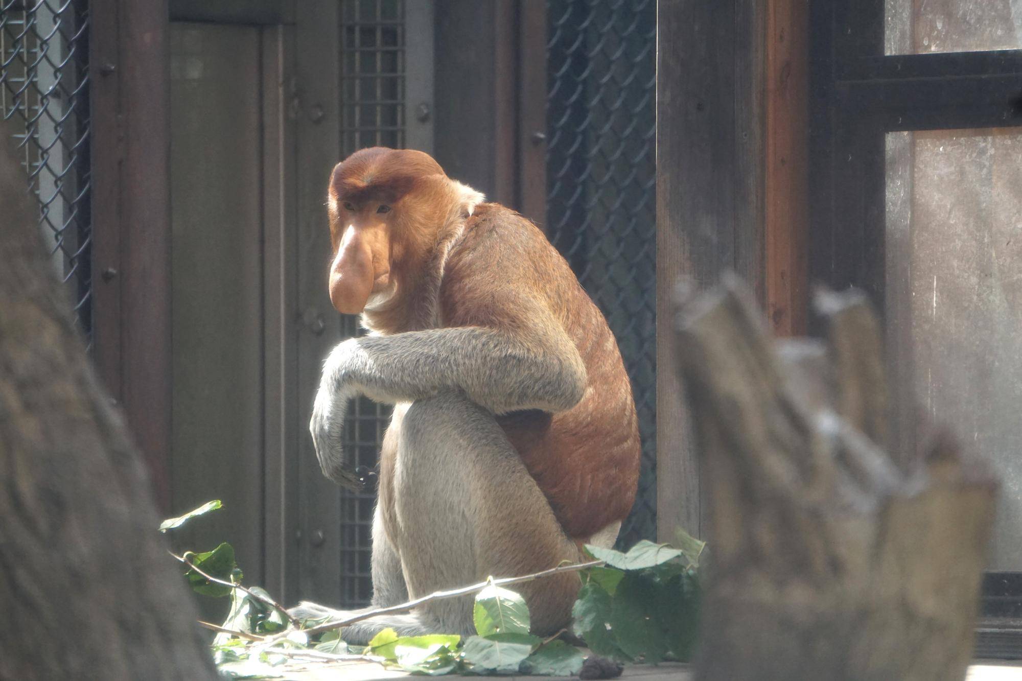 勝手に!?テングザルの日の写真