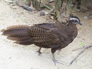 カンムリセイラン成長記録⑧