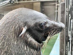 となりのオットセイその８