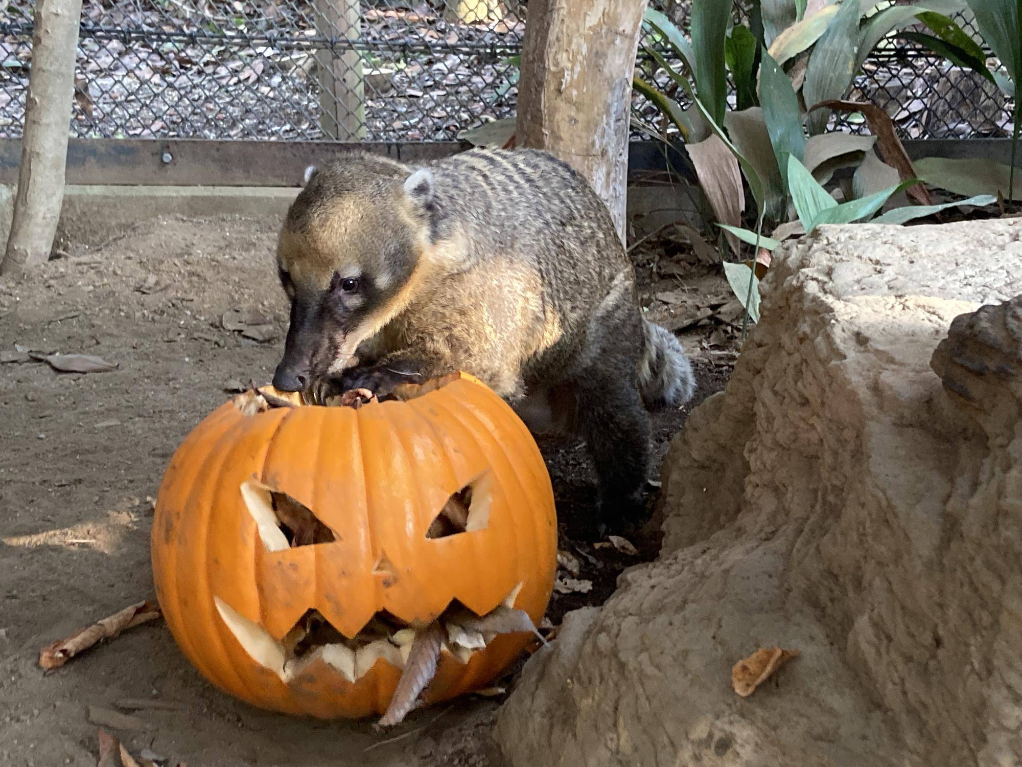 🎃ハロウィンイベント報告🎃アカハナグマ編・おまけつきの写真
