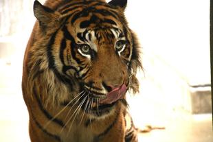 ようこそ！アカラ　Part1