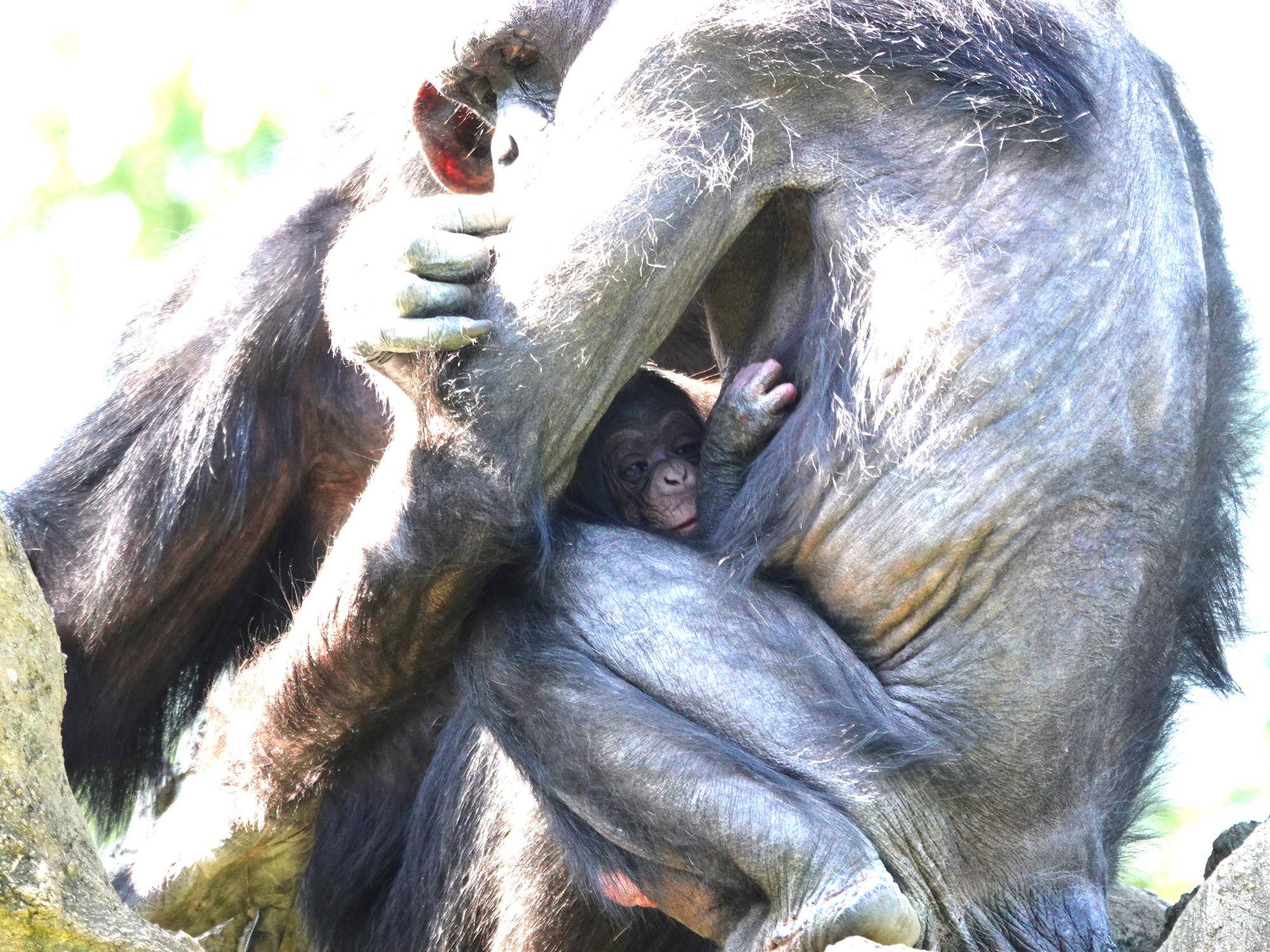 ようこそ、赤ちゃん!!~チンパンジーの赤ちゃんが誕生しました~の写真
