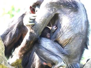 ようこそ、赤ちゃん！！～チンパンジーの赤ちゃんが誕生しました～