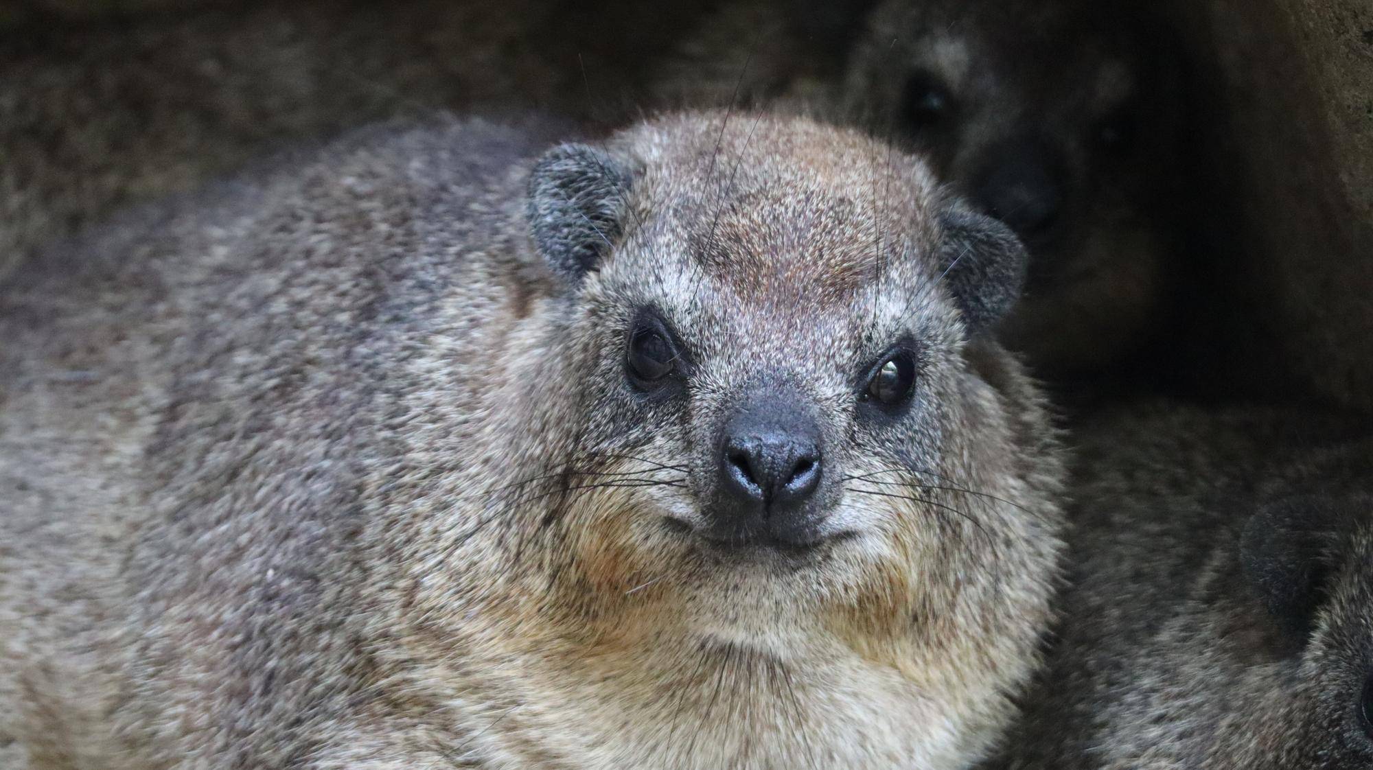 もちの様子についての写真