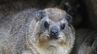 もちの様子について